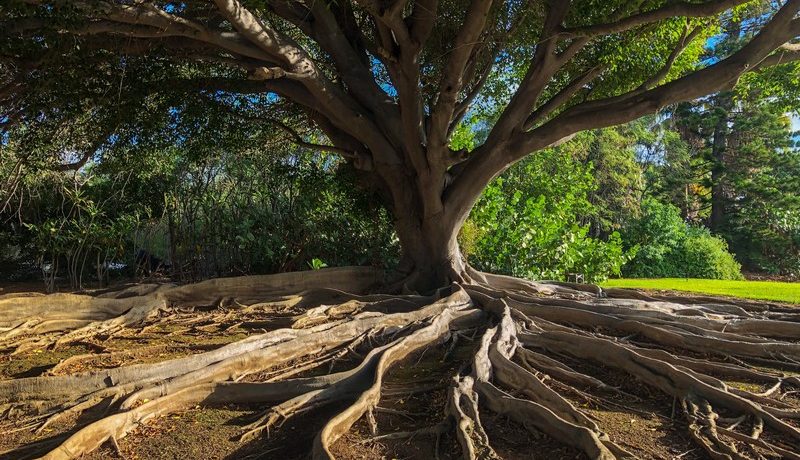 arbre de vie avec les racines apparentes