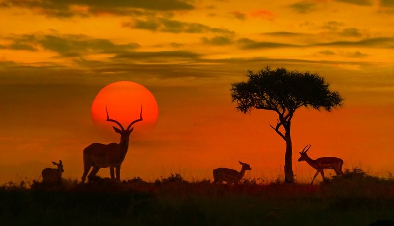 Paysage du Kenya