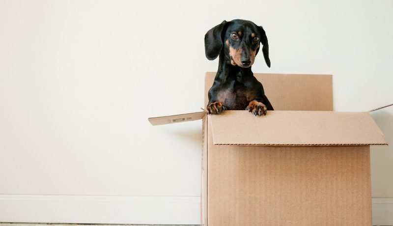 chien dans un carton de déménagement