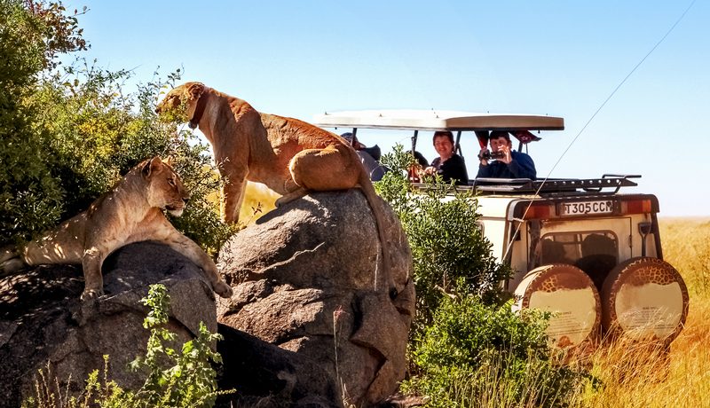 safari en tanzanie