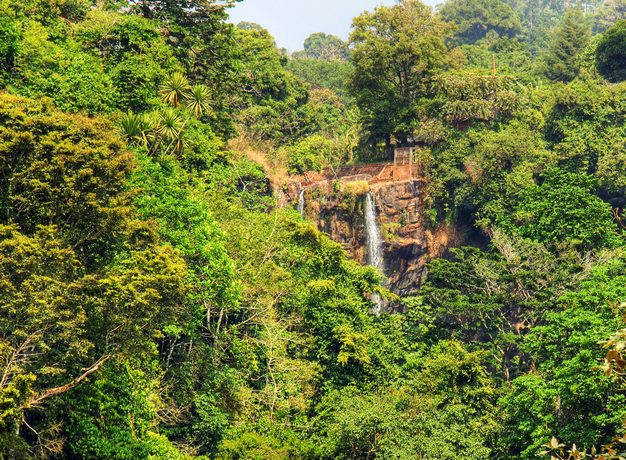 forêt du cameroun